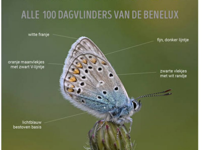 Vlinders in je tuin makkelijk herkennen